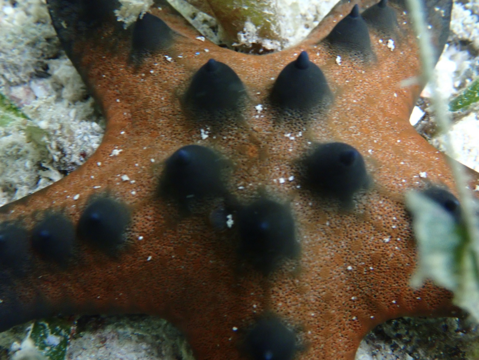 Foto de Estrella cornuda (Protoreaster nodosus)