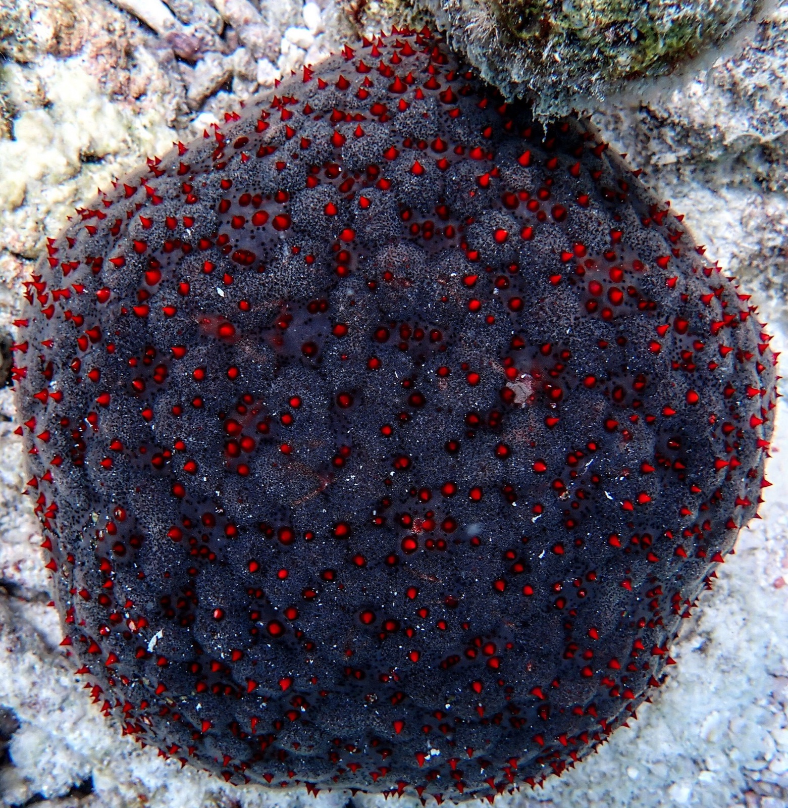 Foto de Estrella cojín (Culcita schmideliana)