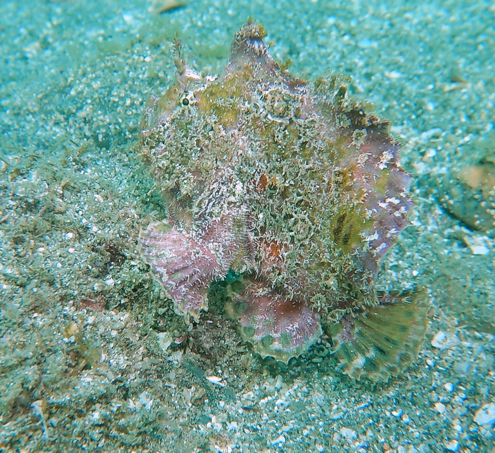 Foto de Pez rana de California (Antennarius avalonis)