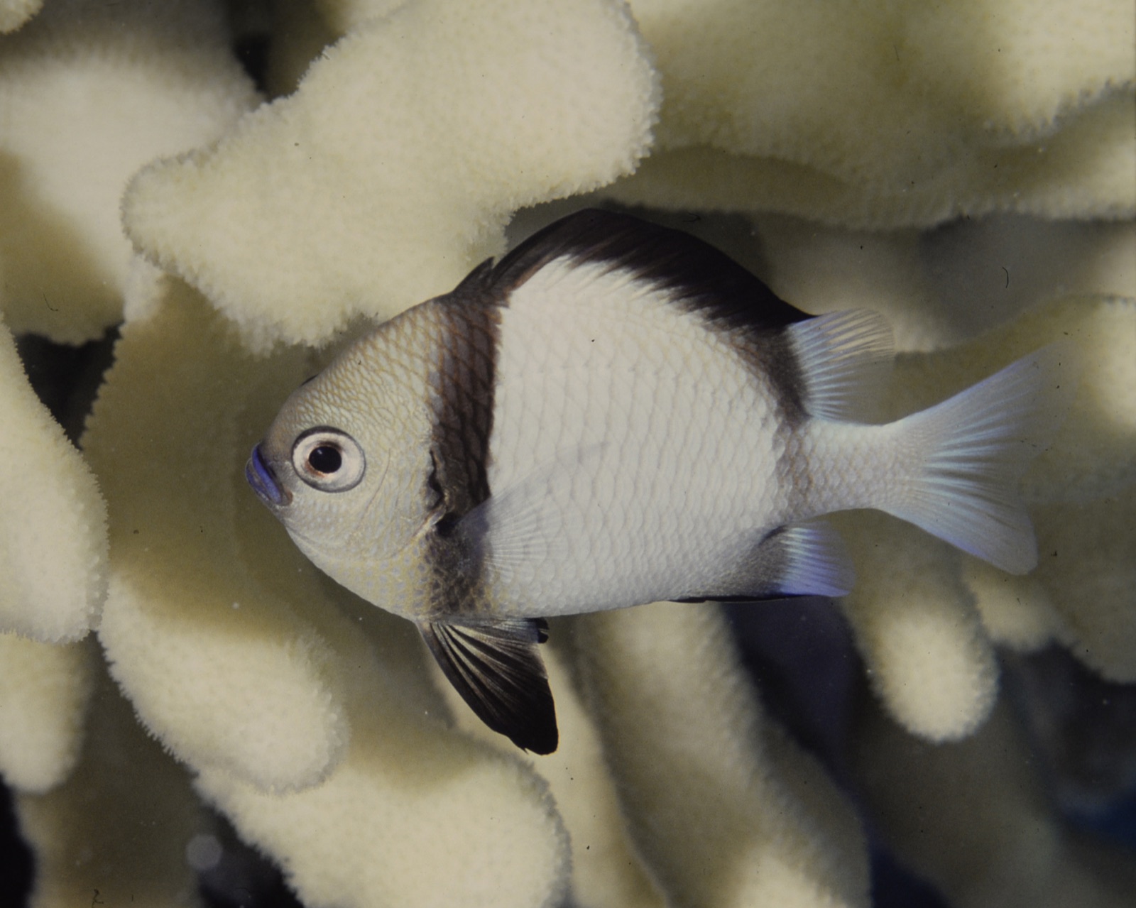 Foto de Dascilo reticulado (Dascyllus reticulatus)