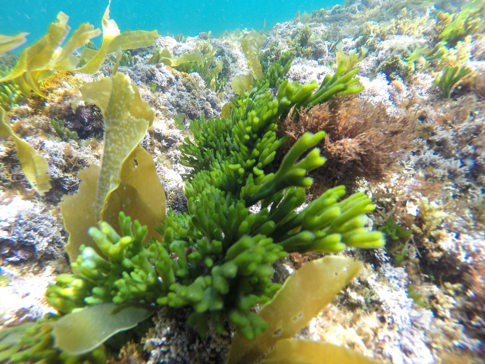 Photo de Codium tomenteux (Codium tomentosum)