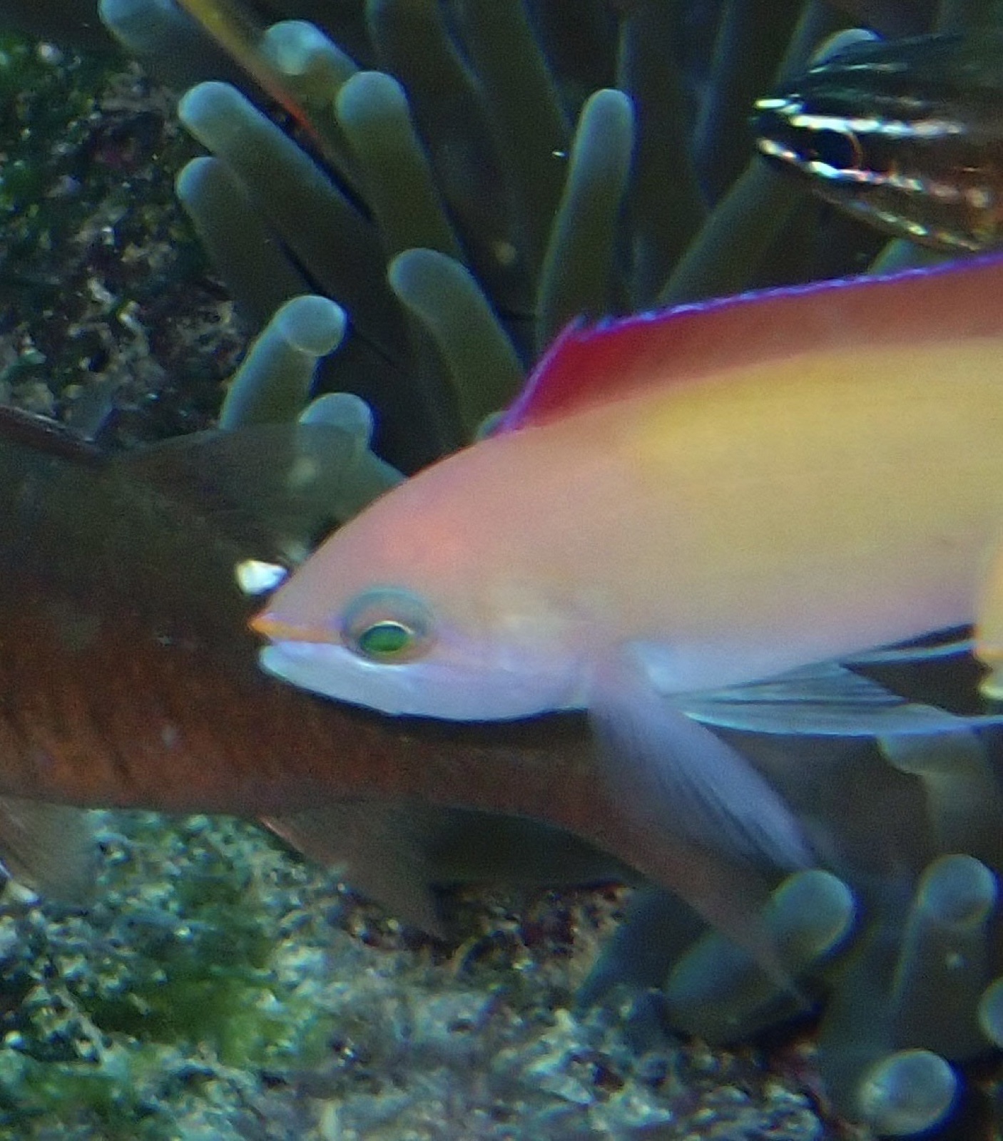 Photo of Redfin anthias (Pseudanthias dispar)