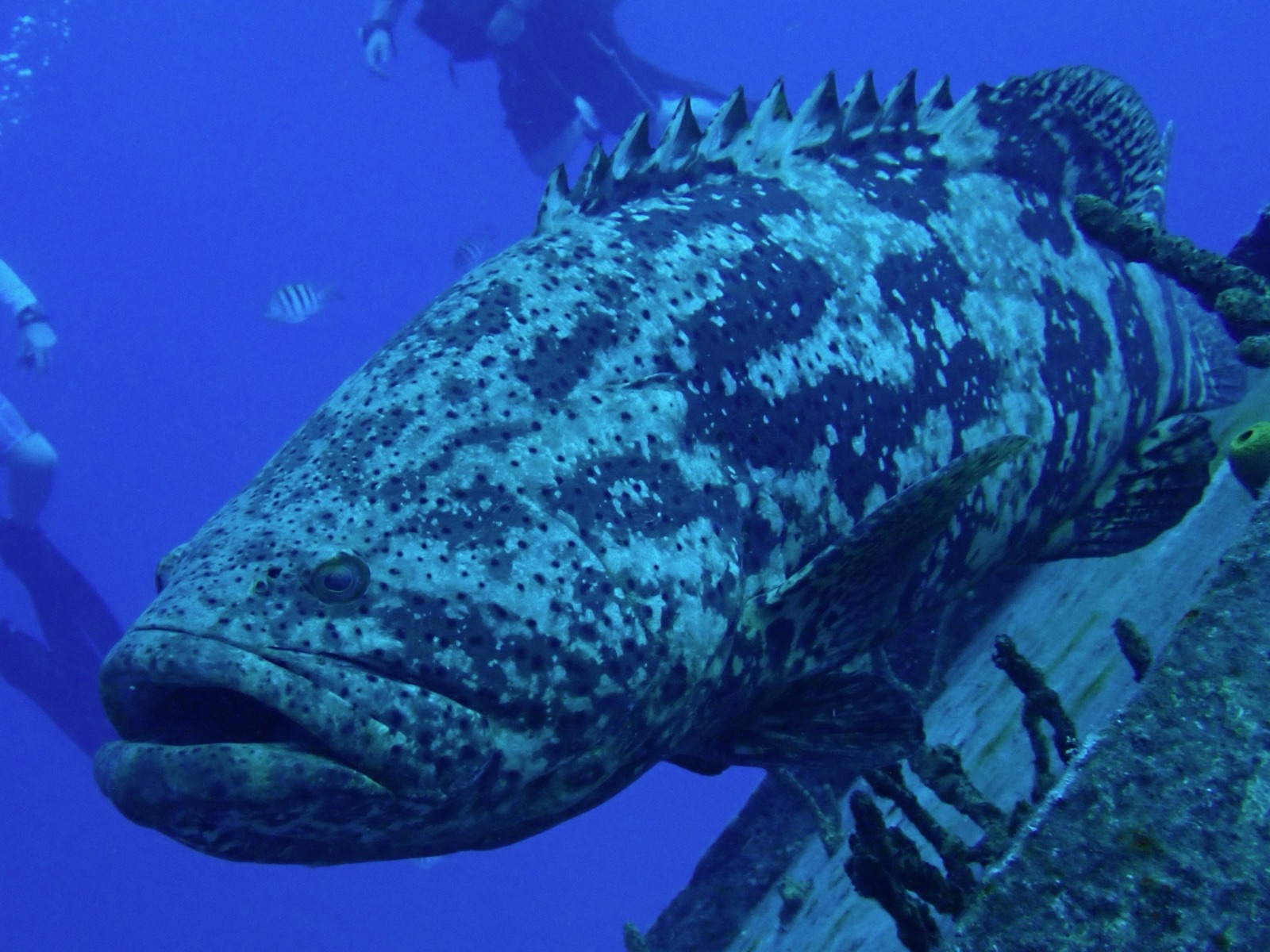 Photo de Merou goliath (Epinephelus itajara)
