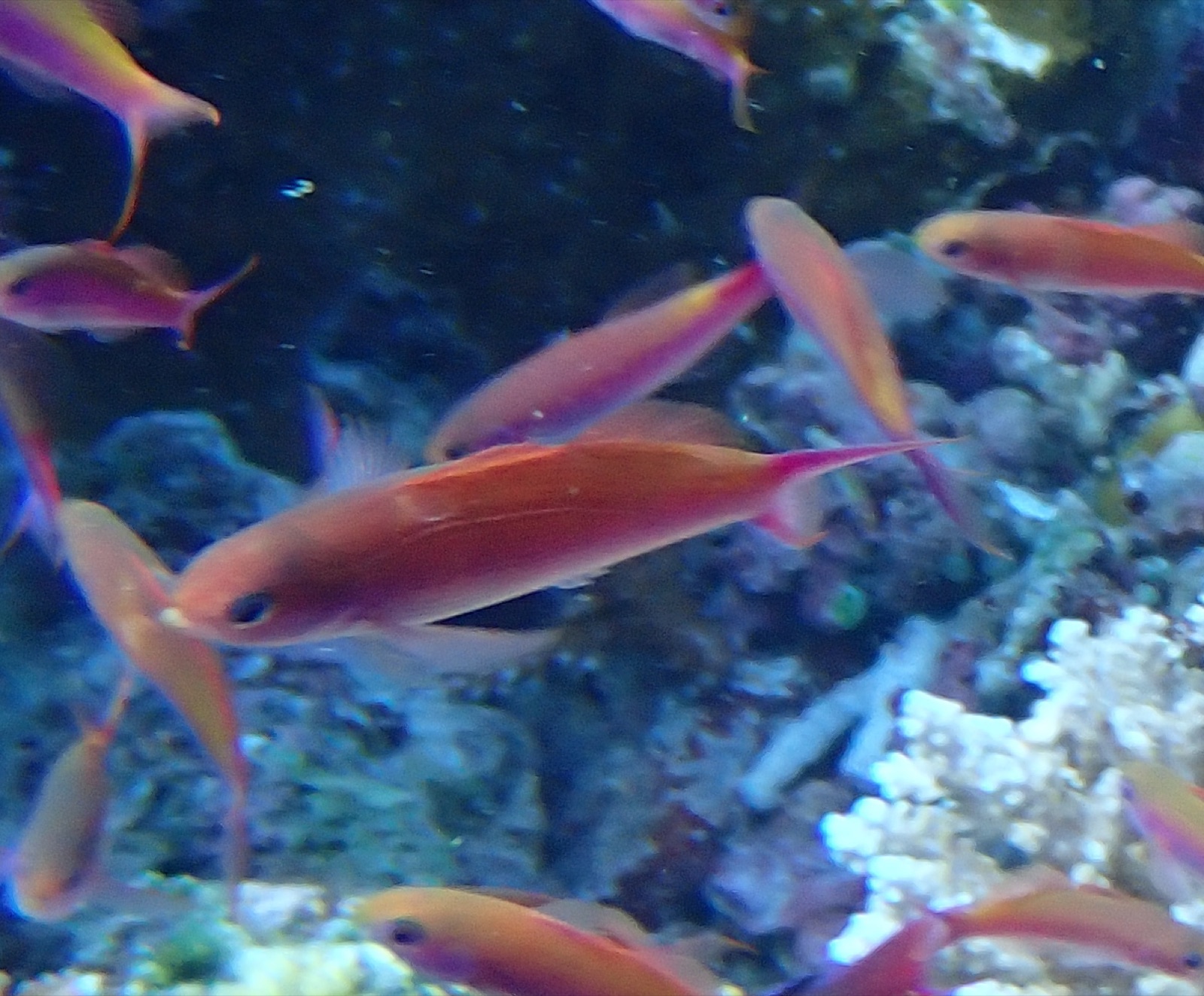 Photo of Waite's splitfin (Luzonichthys waitei)