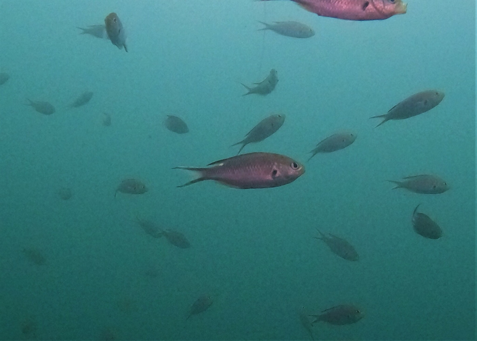 Photo of Scissortail chromis (Chromis atrilobata)