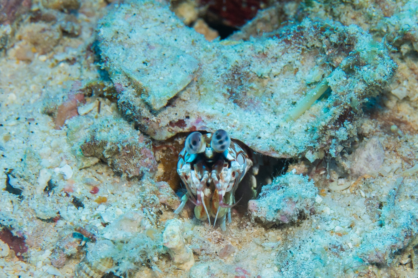Photo de Crevette-mante à court museau (Odontodactylus brevirostris)