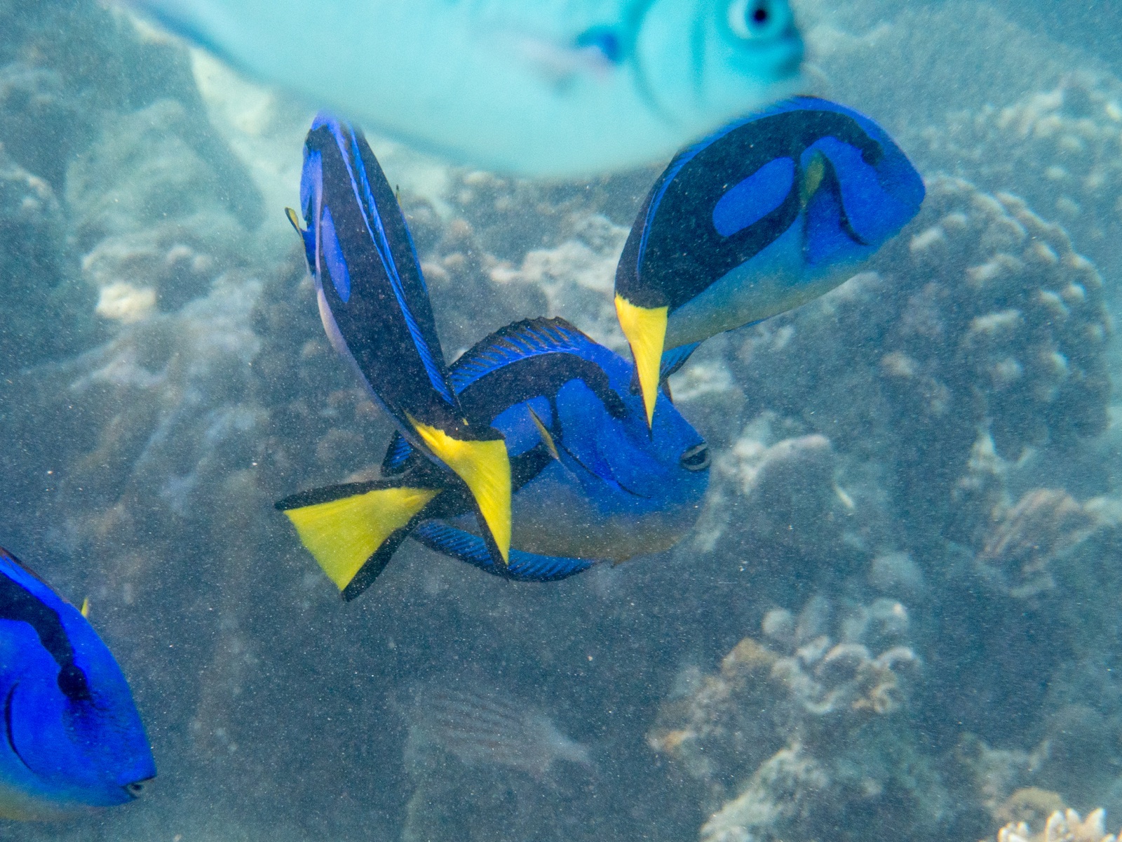 Foto de Cirujano azul (Paracanthurus hepatus)
