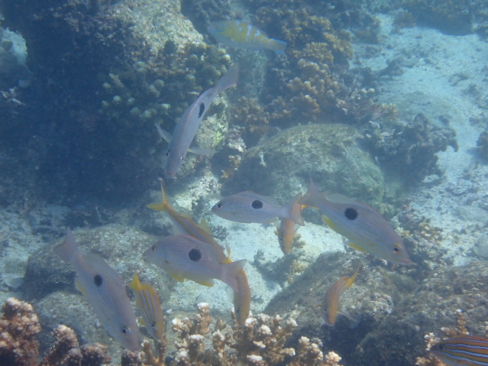 Photo of spotted rose snapper (Lutjanus guttatus)