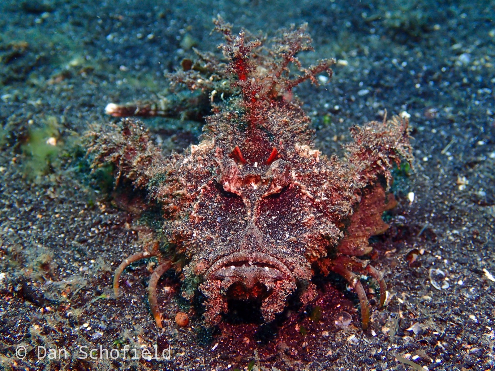 Photo of Sea devil (Inimicus didactylus)