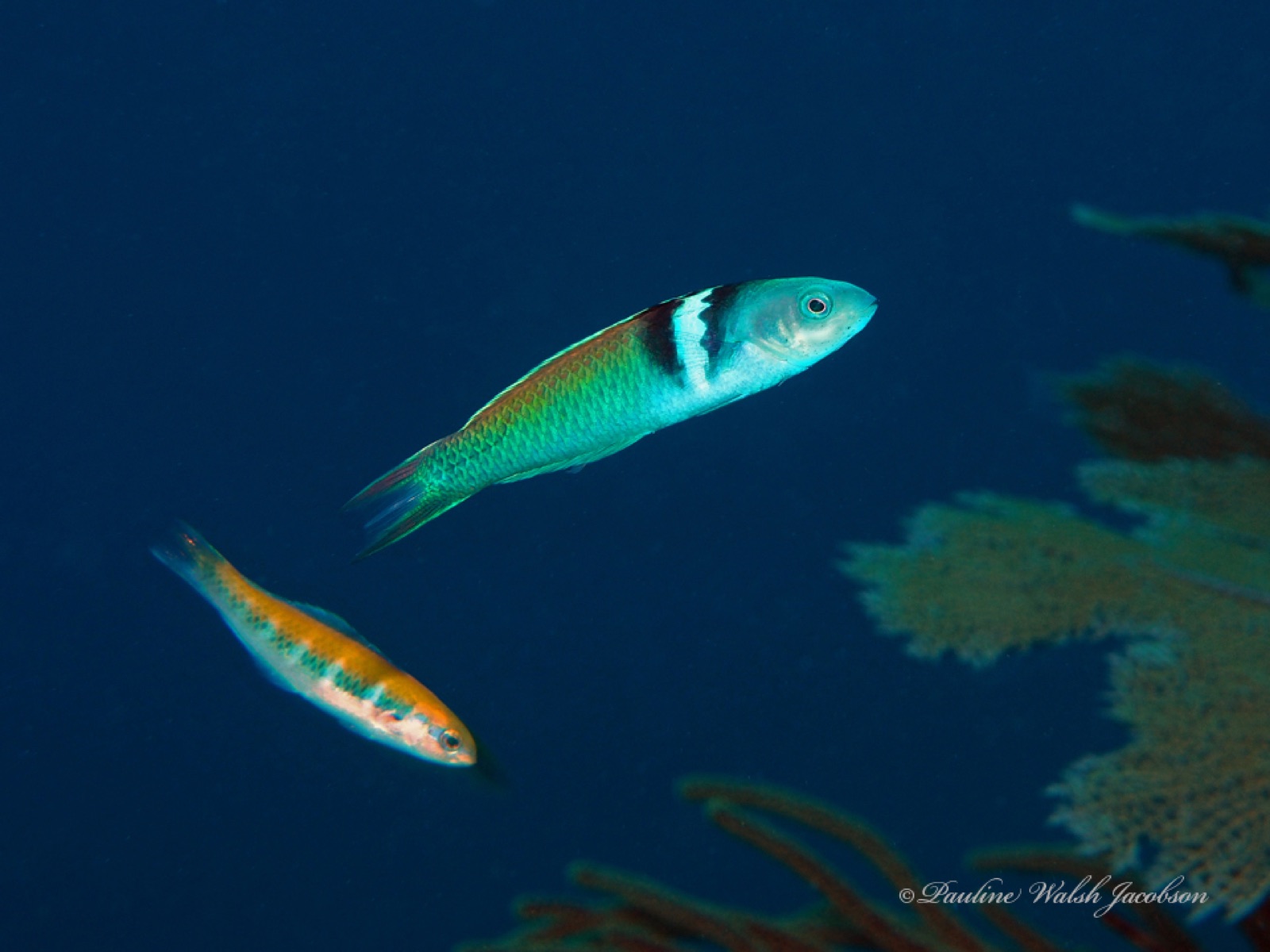 Photo of Bluehead wrasse (Thalassoma bifasciatum)