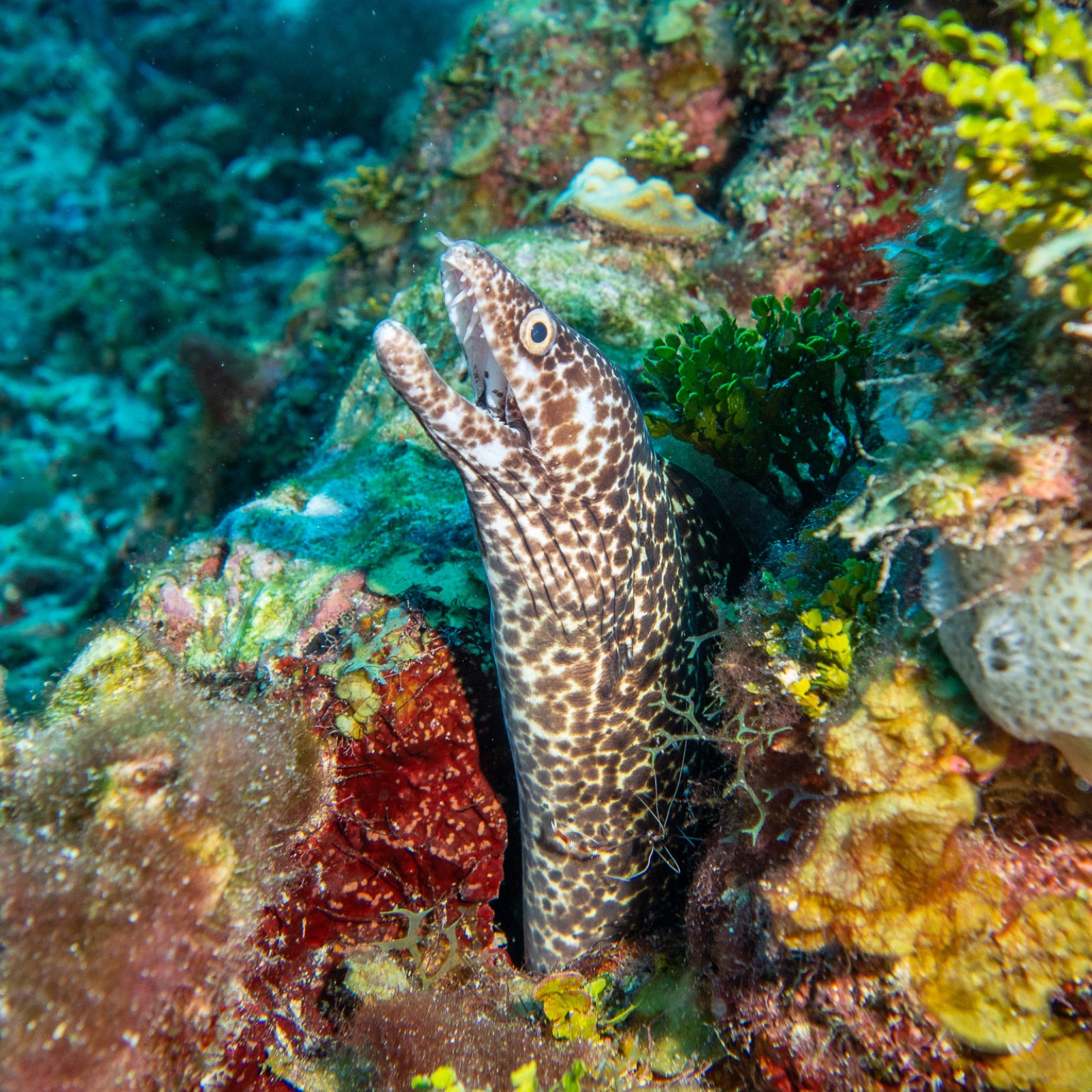 Photo de Murène tachetée (Gymnothorax moringa)