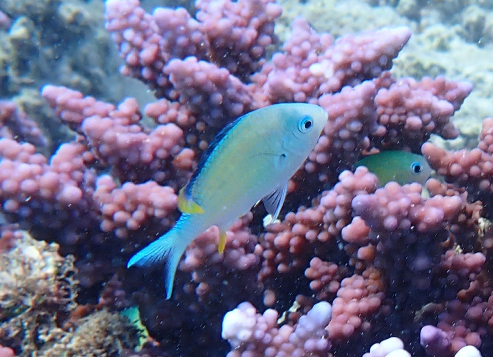 Foto de Damisela verde (Chromis viridis)