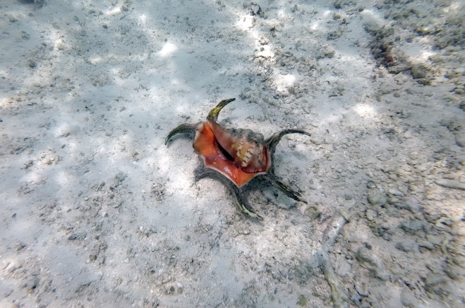 Photo of Goat's Foot Conch (Lambis chiragra)