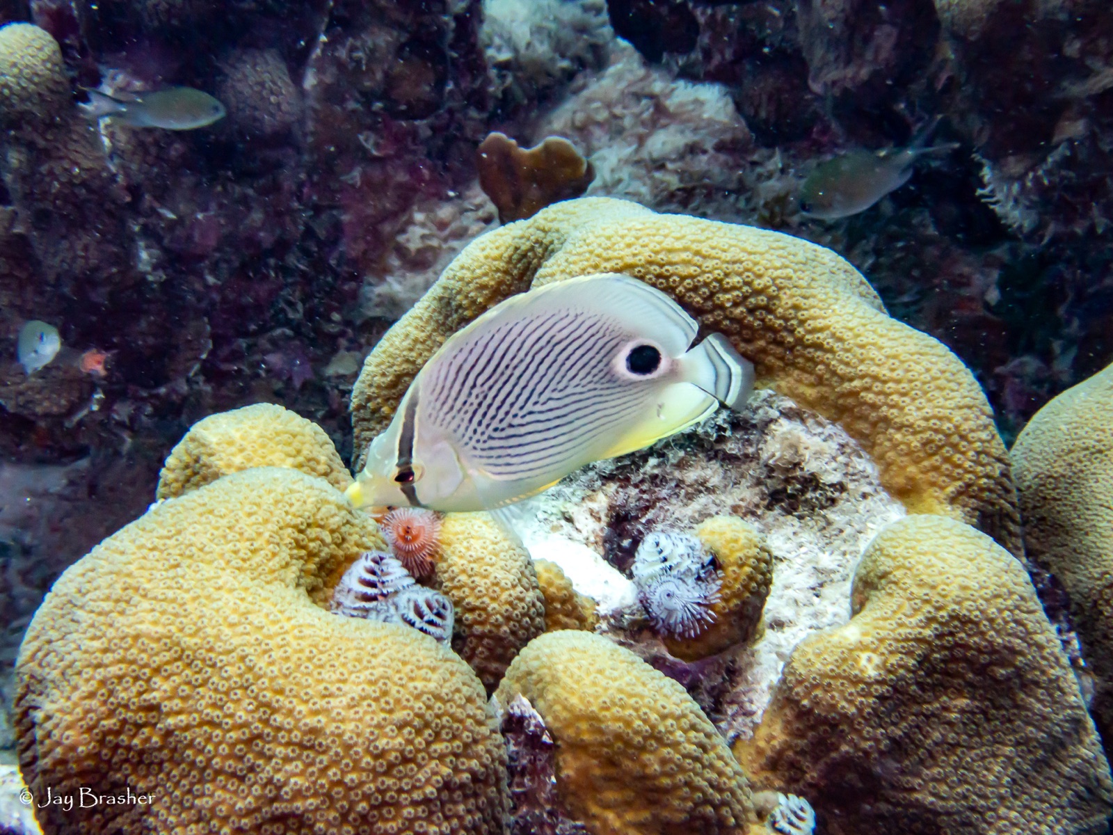 Foto de Cromis pardo (Chromis multilineata)
