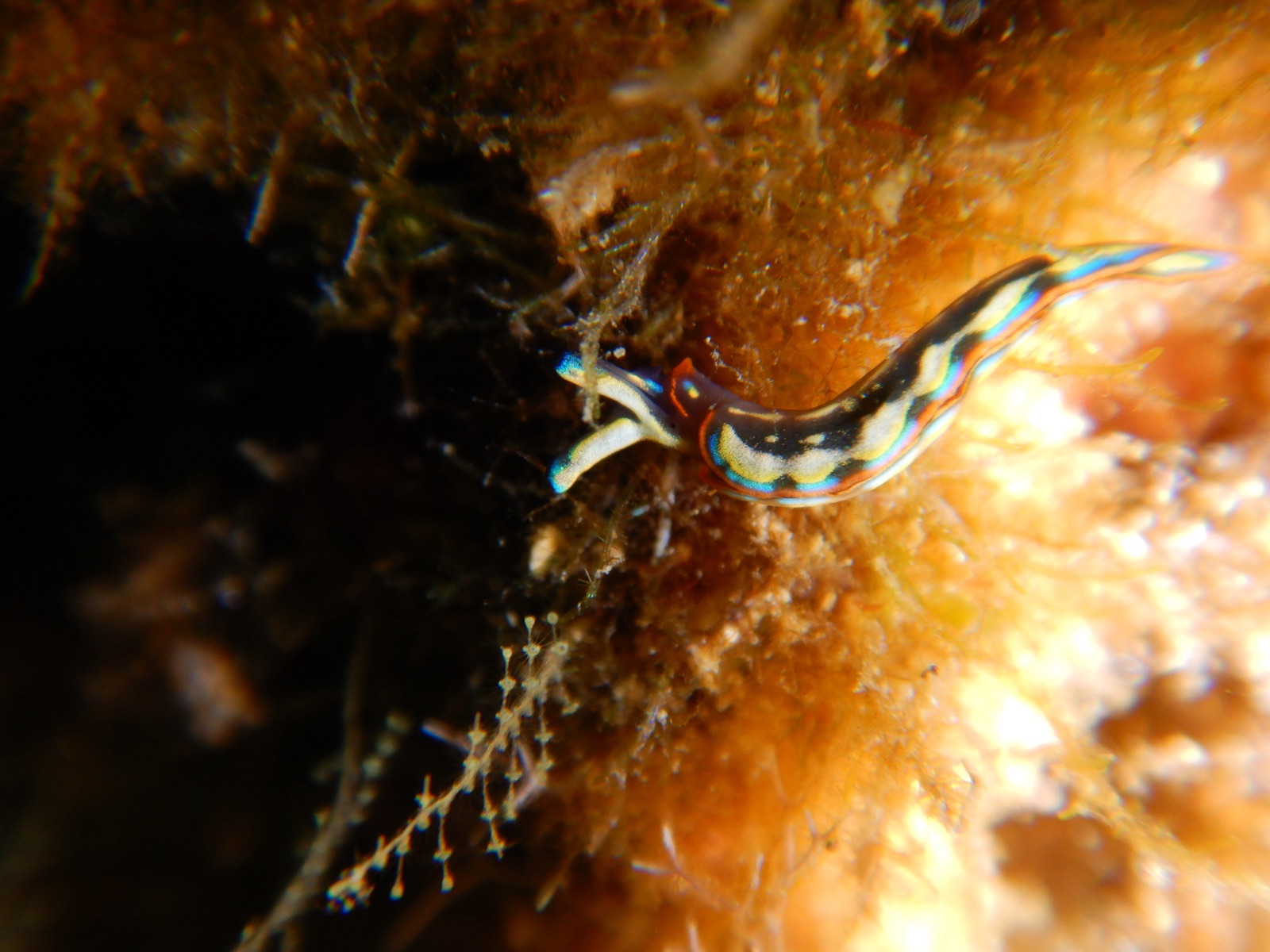 Foto de Turidilla de Hope (Thuridilla hopei)