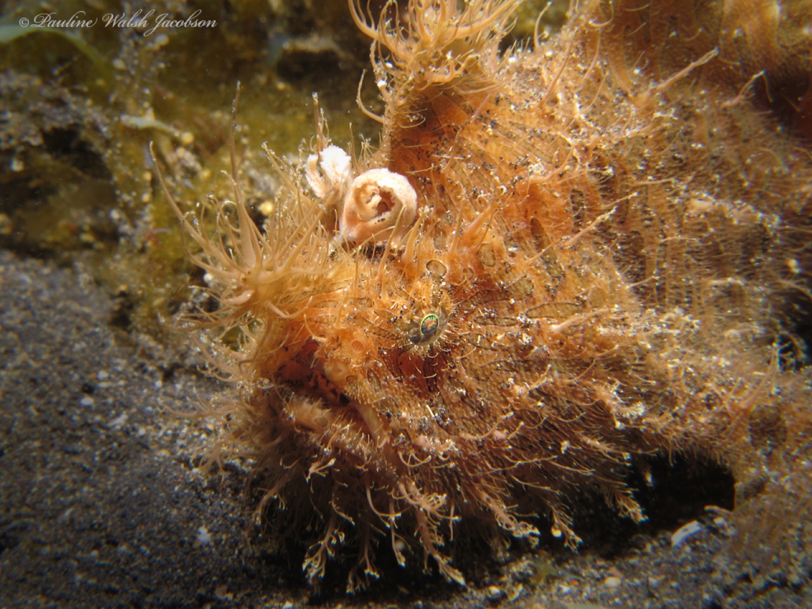 Foto de Antenario rayado (Antennarius striatus)