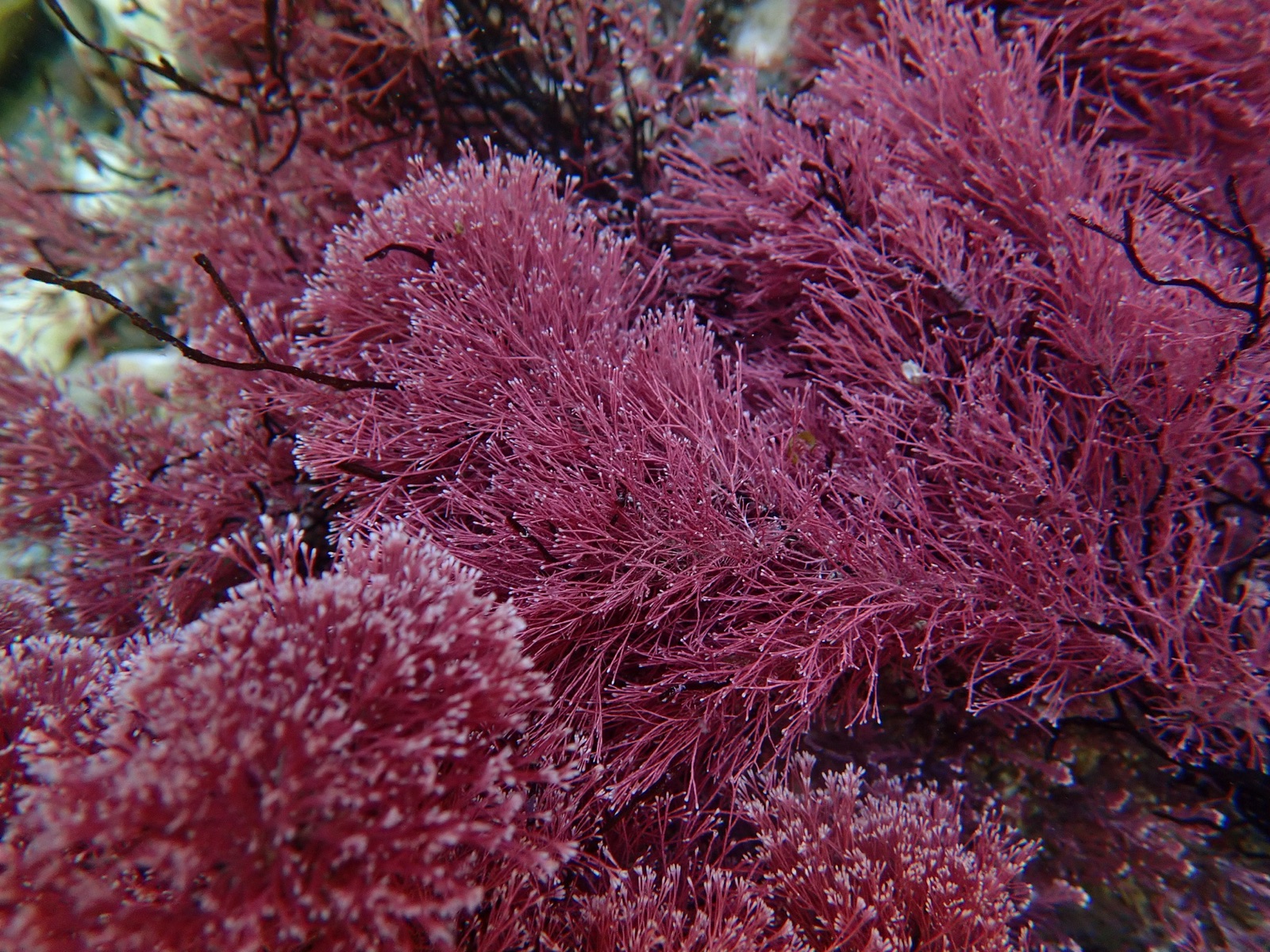 Photo de Jania rouge (Jania rubens)