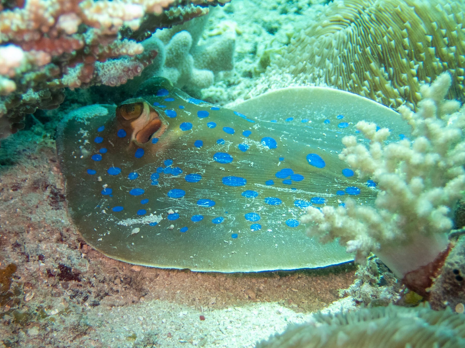 Photo de Raie pastenague à points bleus (Taeniura lymma)