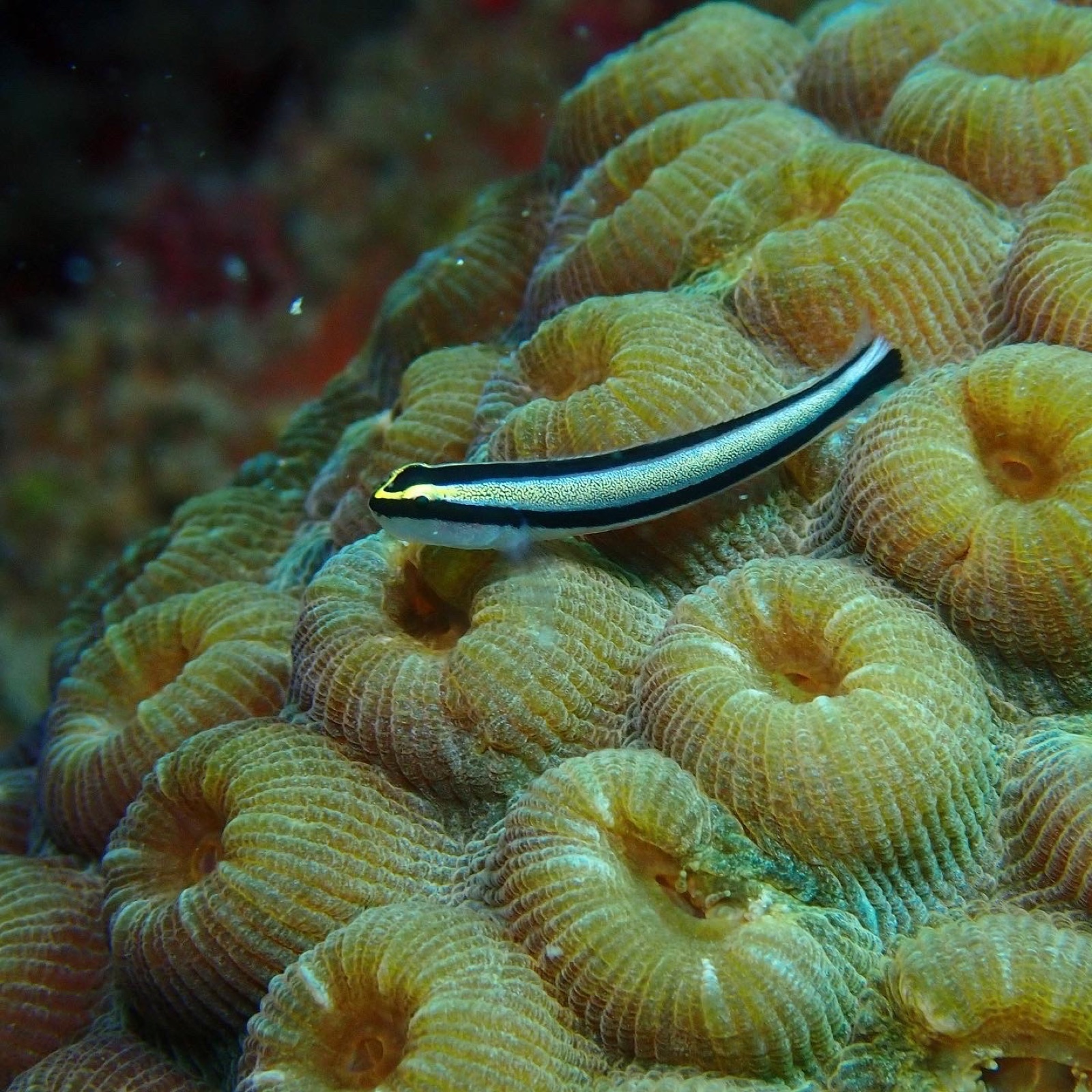 Photo de Goby de Genie Clark (Elacatinus genie)