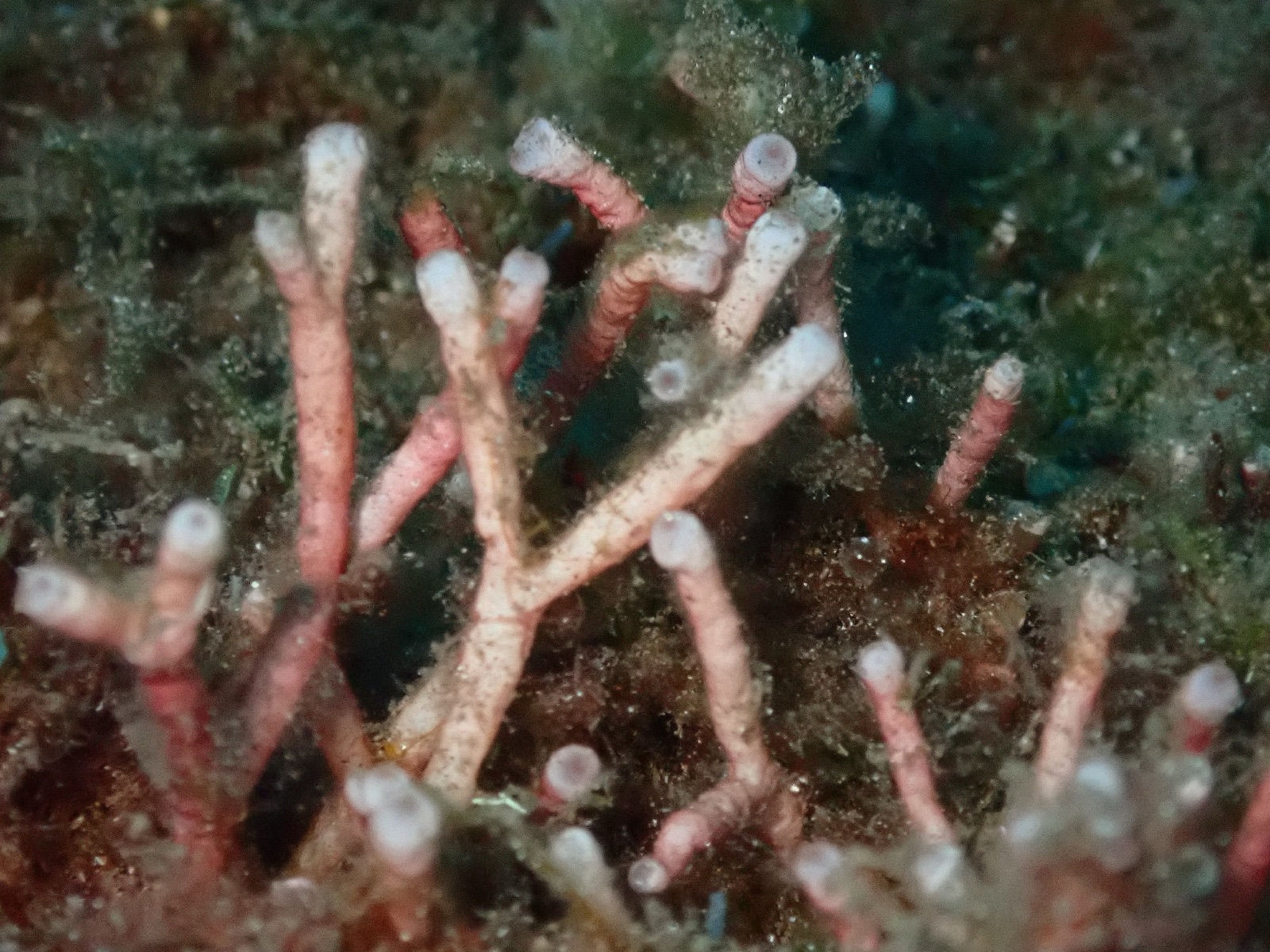 Photo de Galaxaura rugueuse (Galaxaura rugosa)