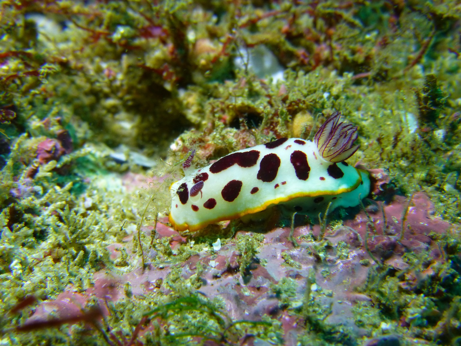 Foto de Goniobranchus espléndido (Goniobranchus splendidus)