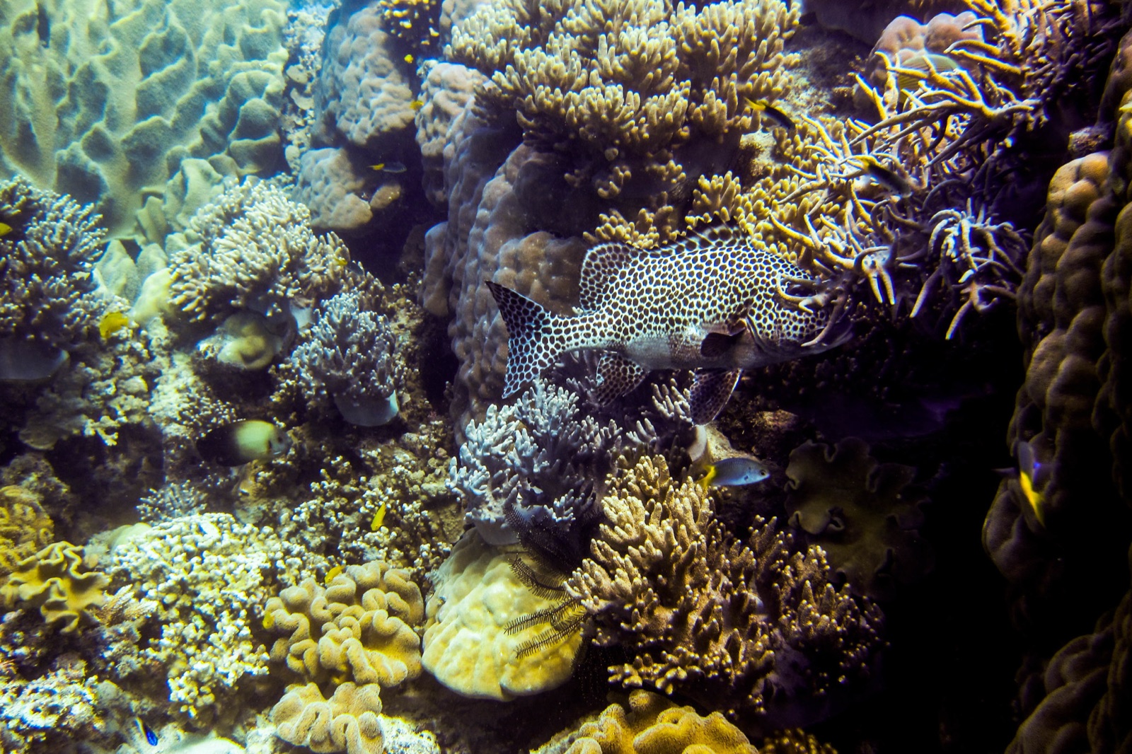 Photo of Harlequin sweetlips (Plectorhinchus chaetodonoides)