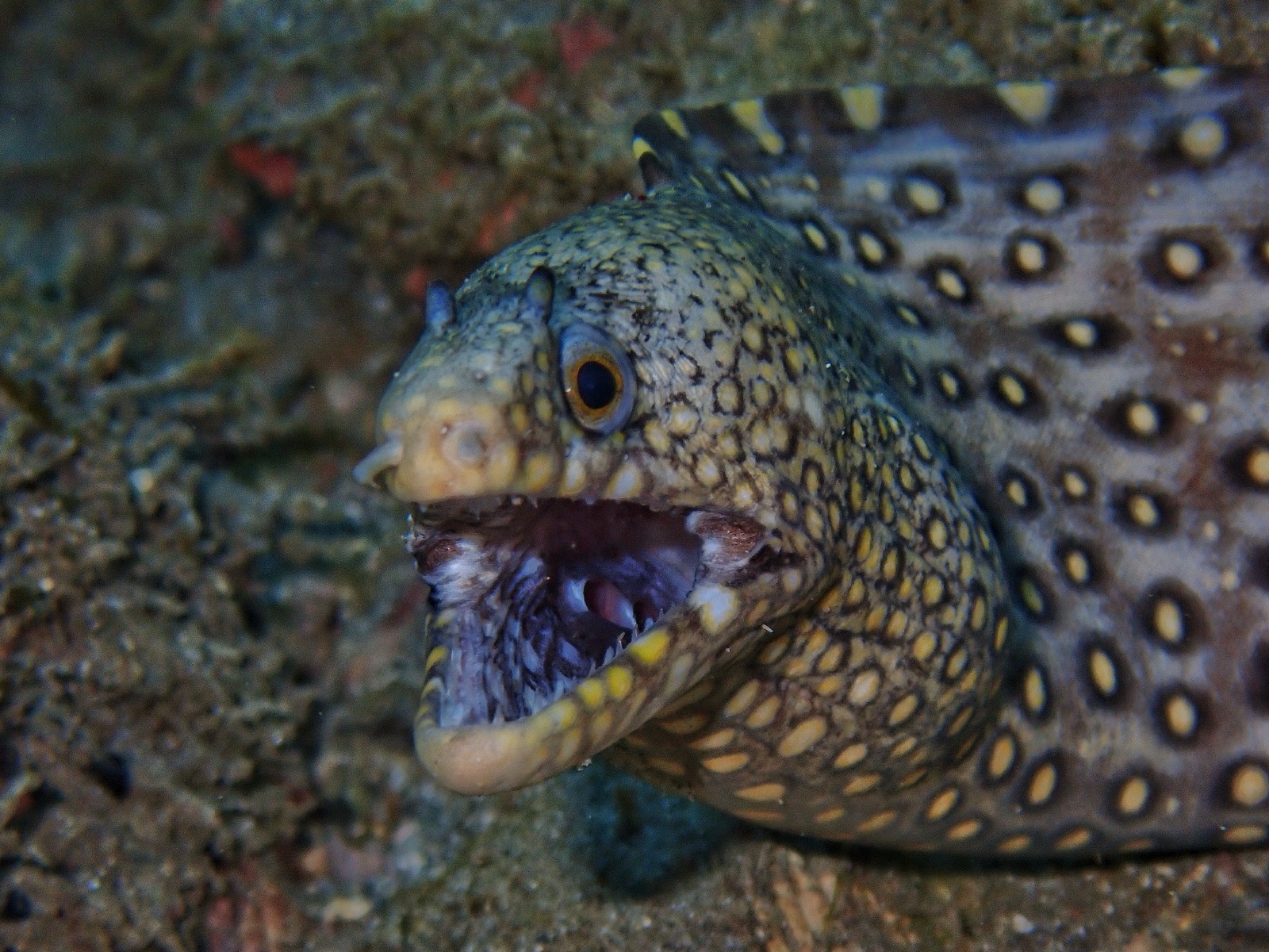 Photo de Murène tachée d'or (Muraena lentiginosa)