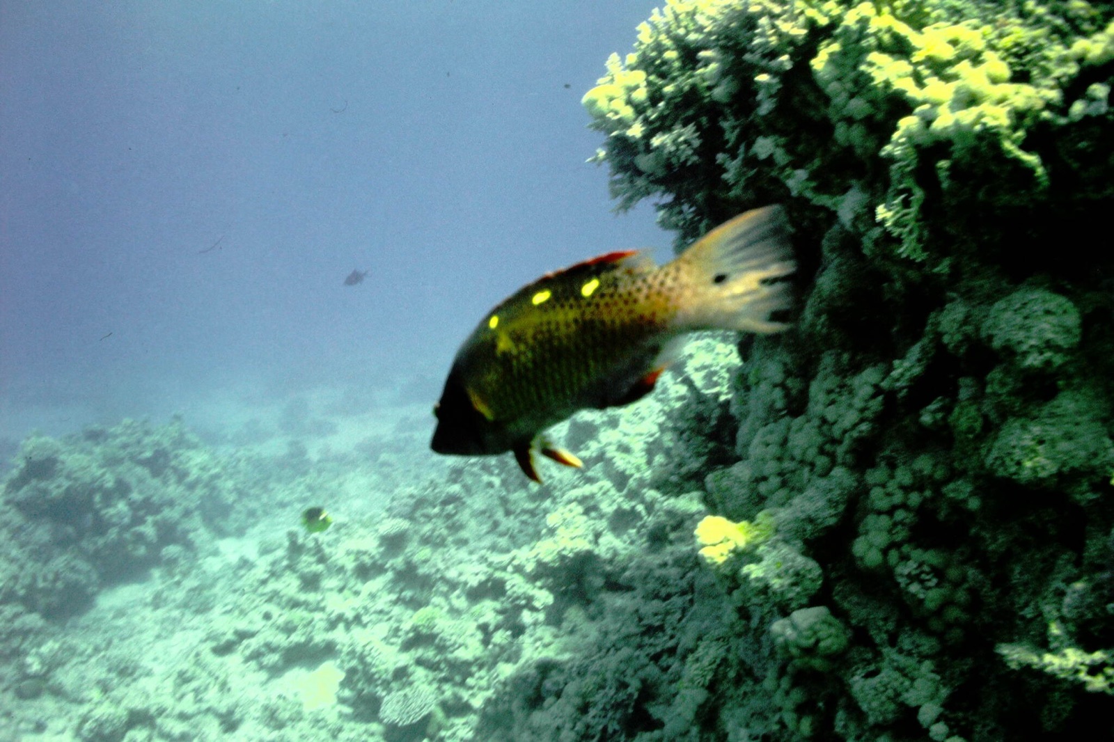 Foto de Labrido de Diana (Bodianus diana)