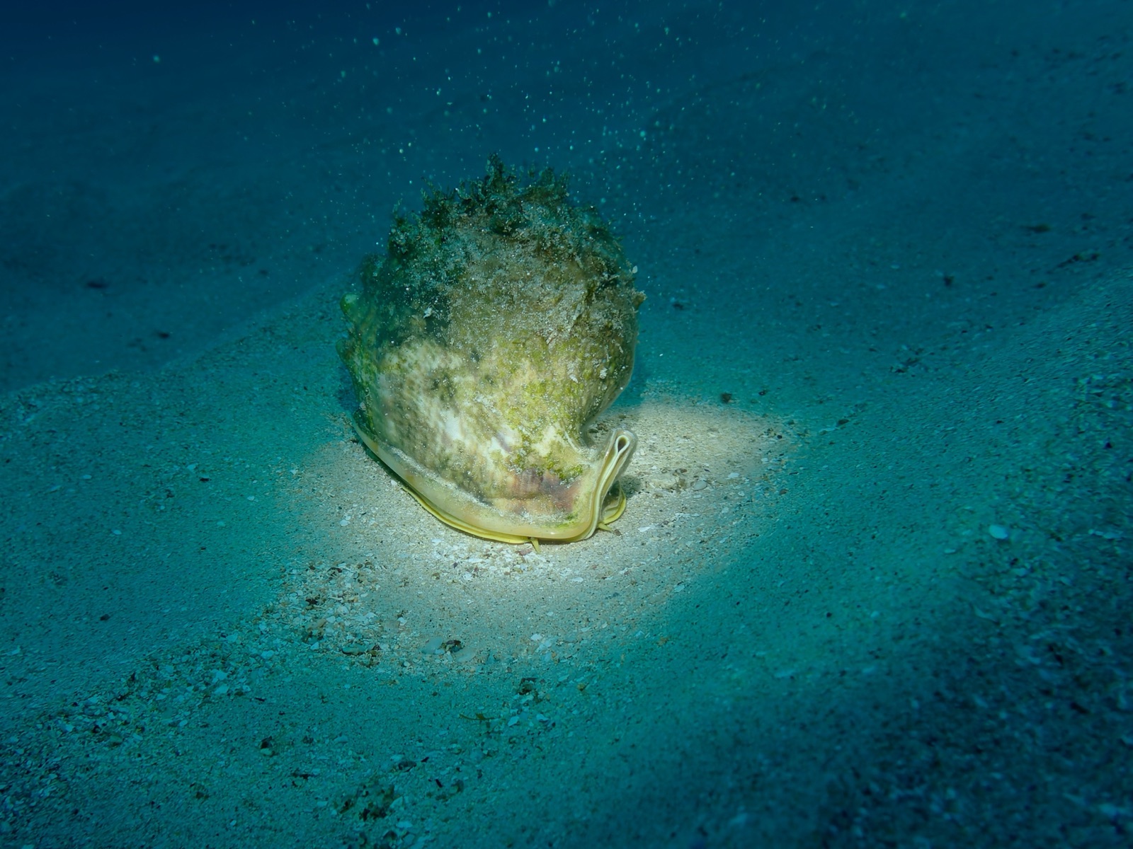 Foto de Casco gigante (Cassis cornuta)