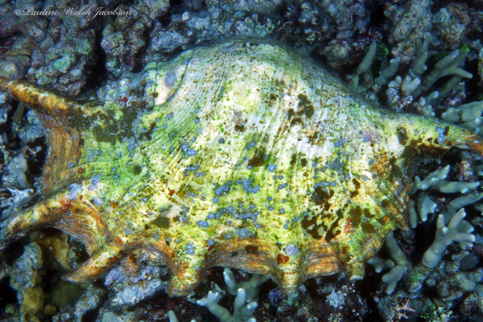 Photo of Truncate Spider Conch (Lambis truncata)