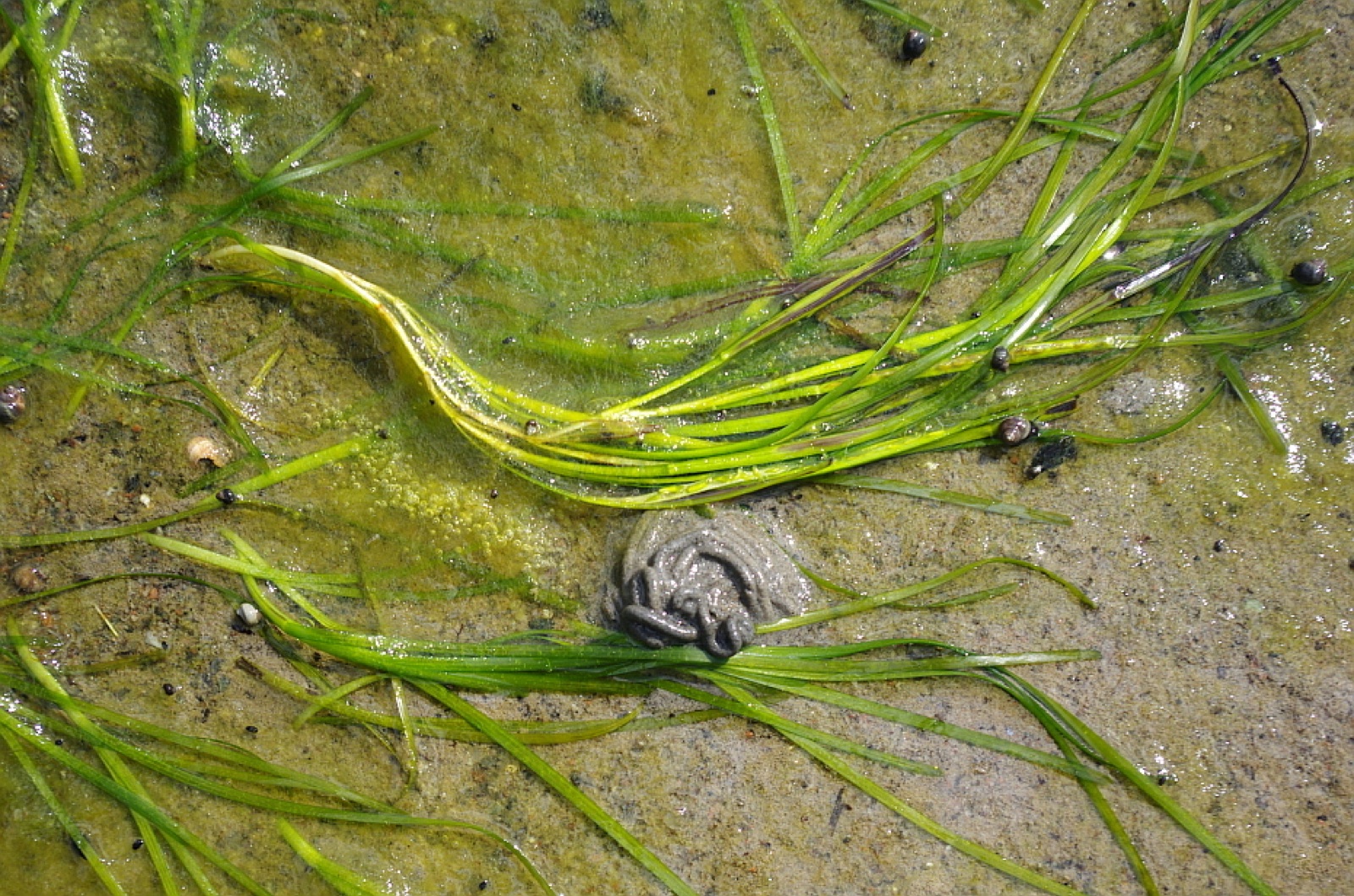 Photo de Zostère marine (Zostera marina)