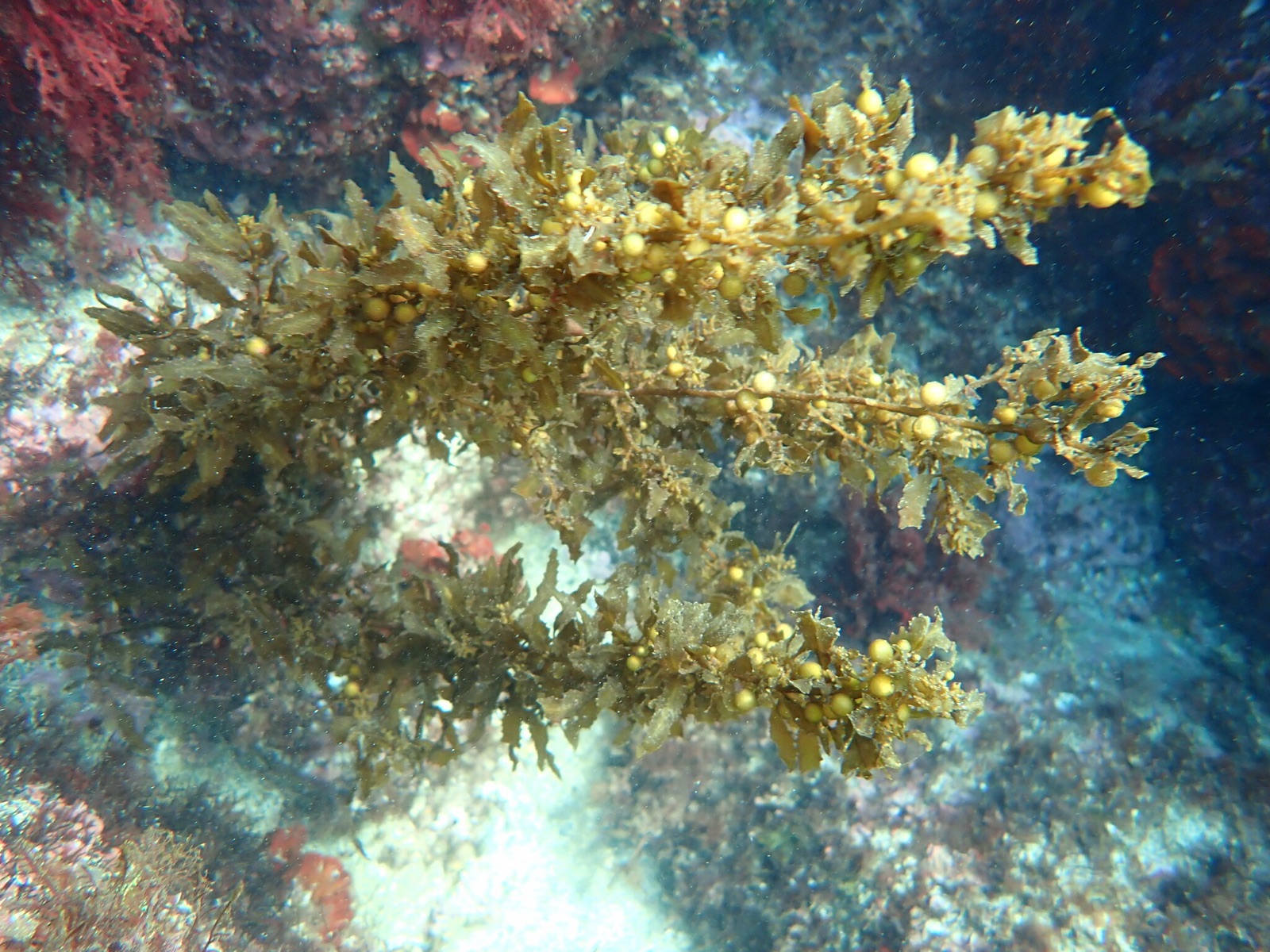 Photo de Sargasse commune (Sargassum vulgare)