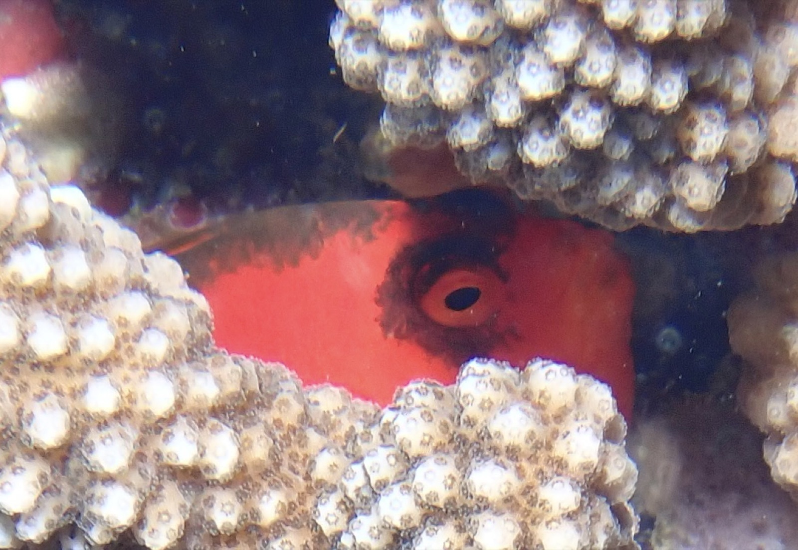 Photo of Flame hawkfish (Neocirrhites armatus)