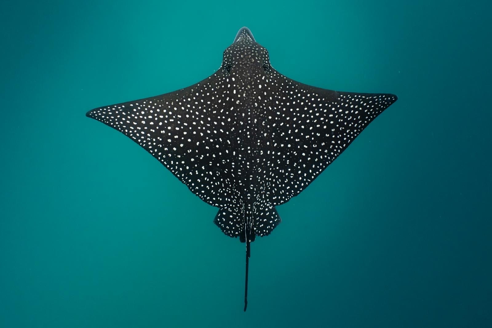 Photo de Raie aigle ocellée (Aetobatus ocellatus)