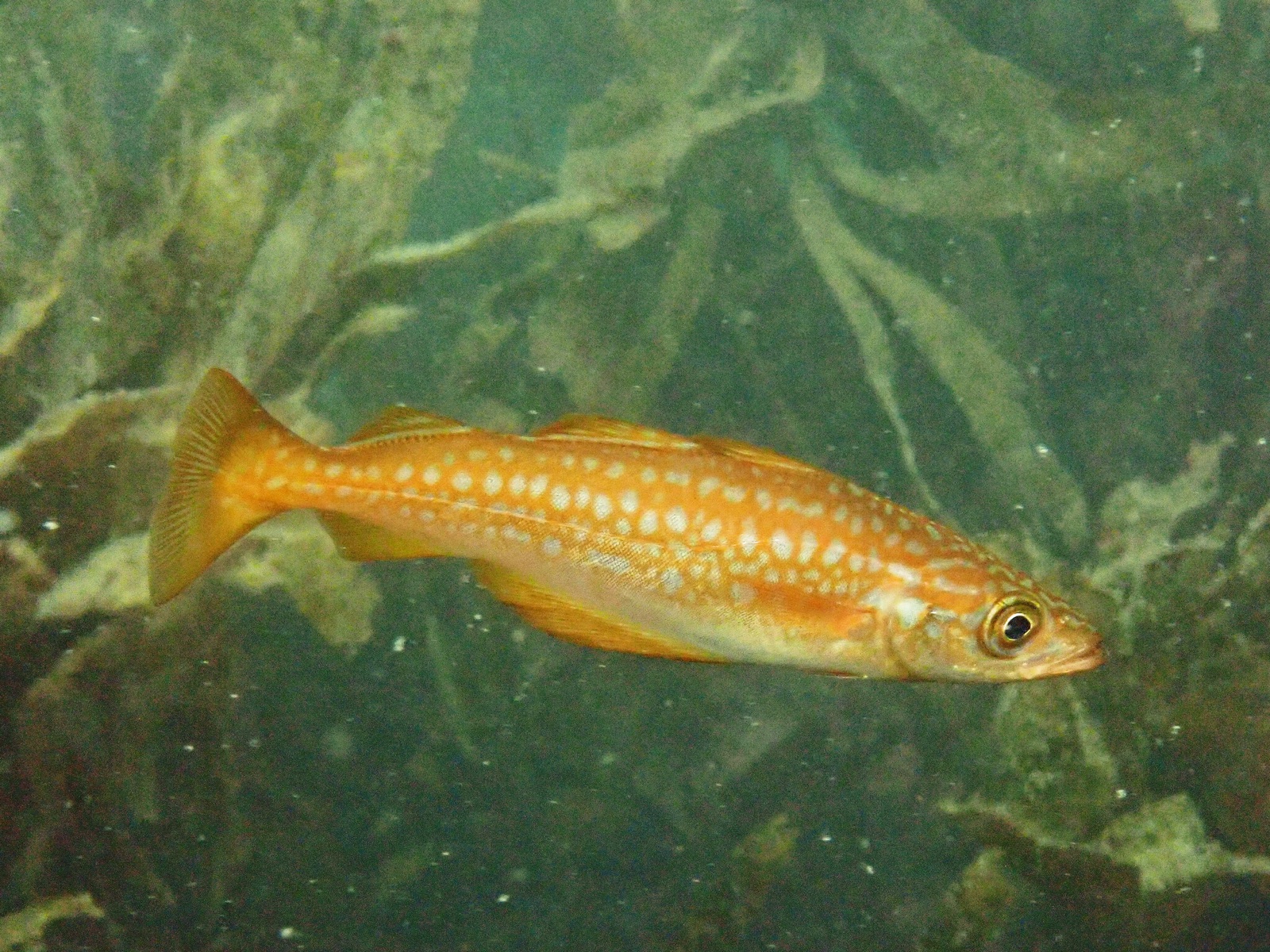 Photo of Pollack (Pollachius pollachius)