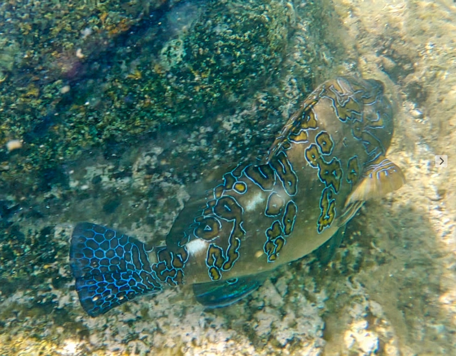 Photo of Giant hawkfish (Cirrhitus rivulatus)