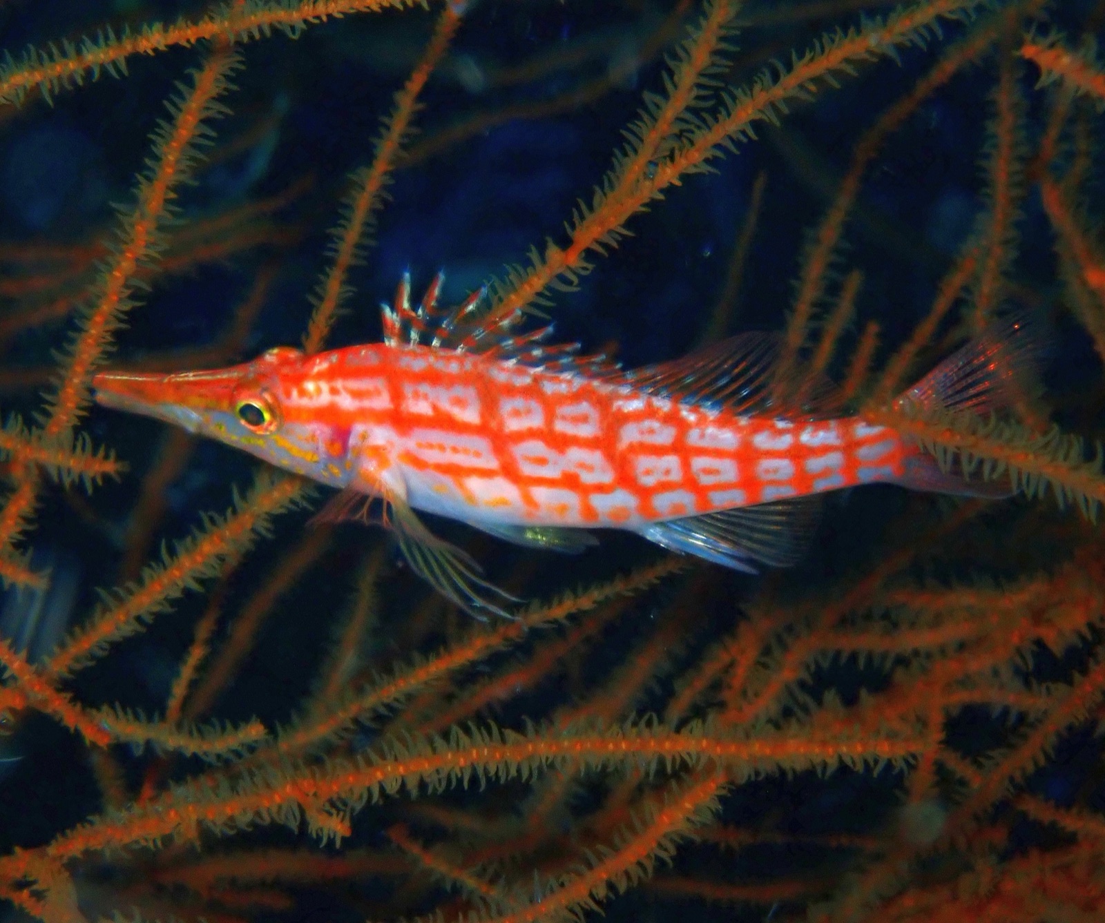Photo of Longnose hawkfish (Oxycirrhites typus)