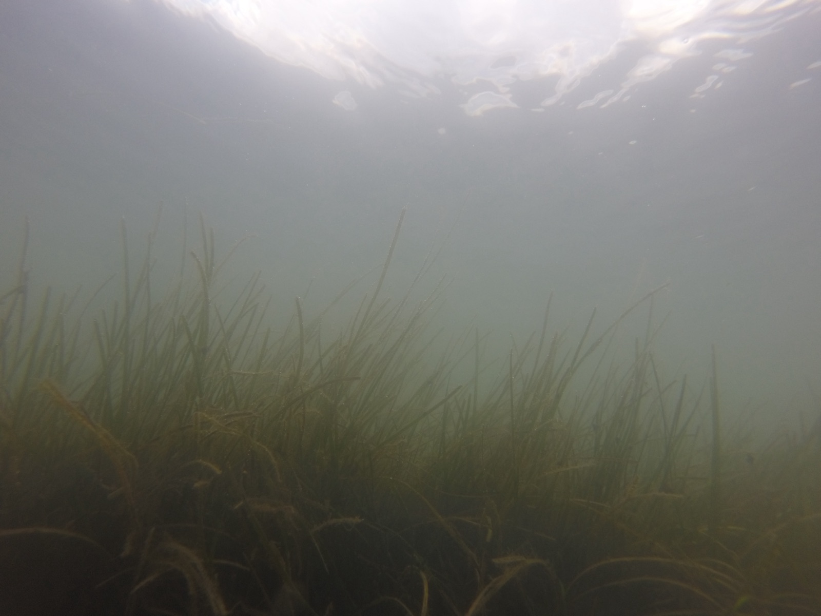 Foto de Zostera enana (Zostera noltii)