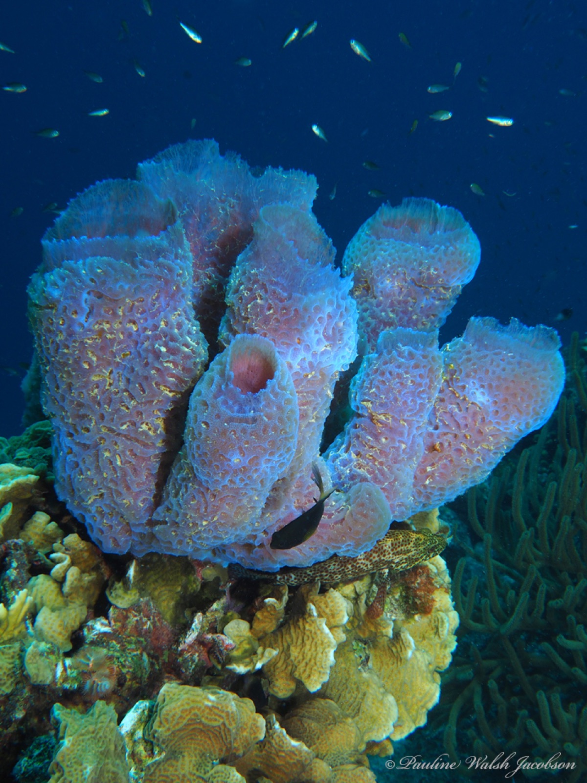 Foto de Esponja jarrón azur (Callyspongia plicifera)