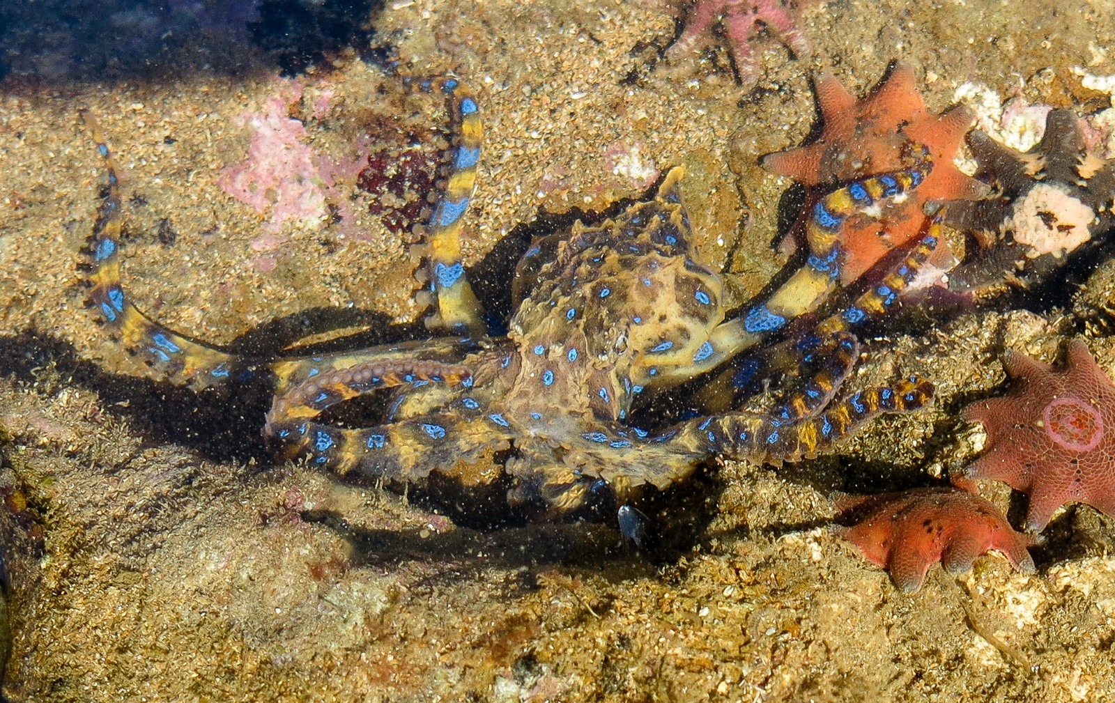 Foto de Pulpo de anillo azul (Hapalochlaena maculosa)