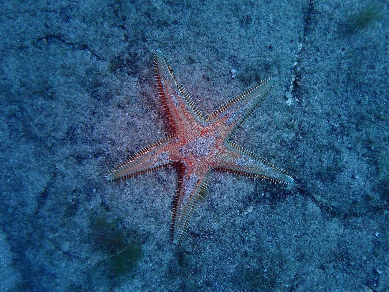 Foto de Peine de Venus (Astropecten aranciacus)