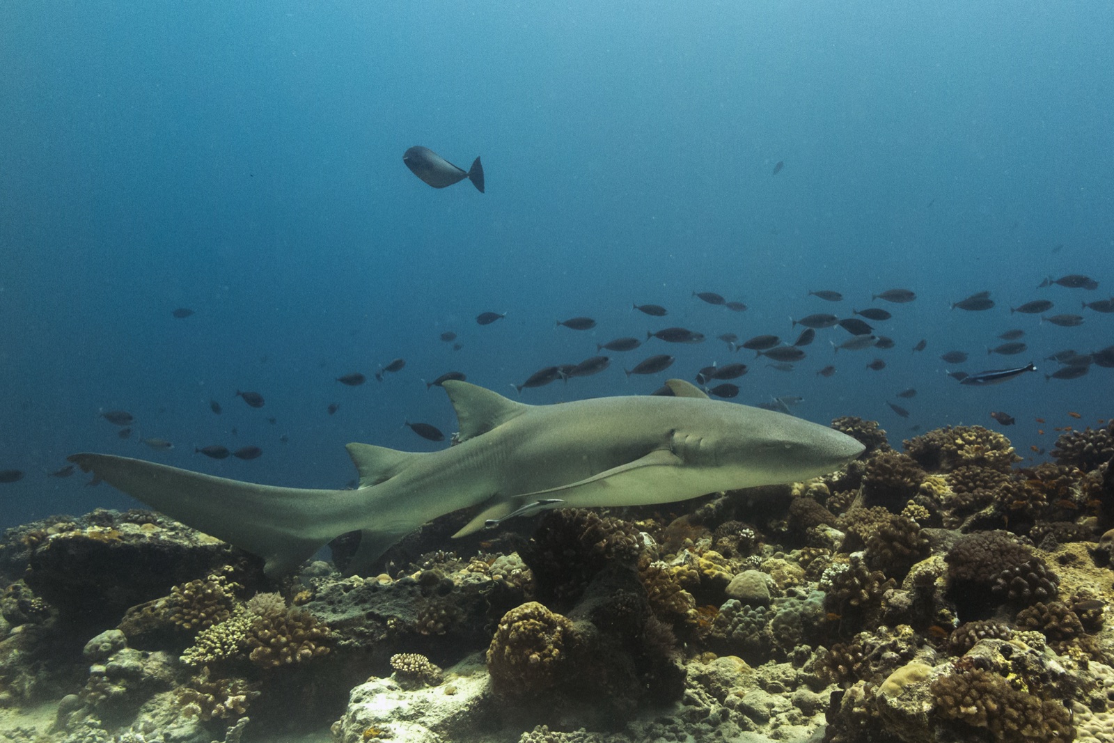 Photo de Requin-nourrice fauve (Nebrius ferrugineus)