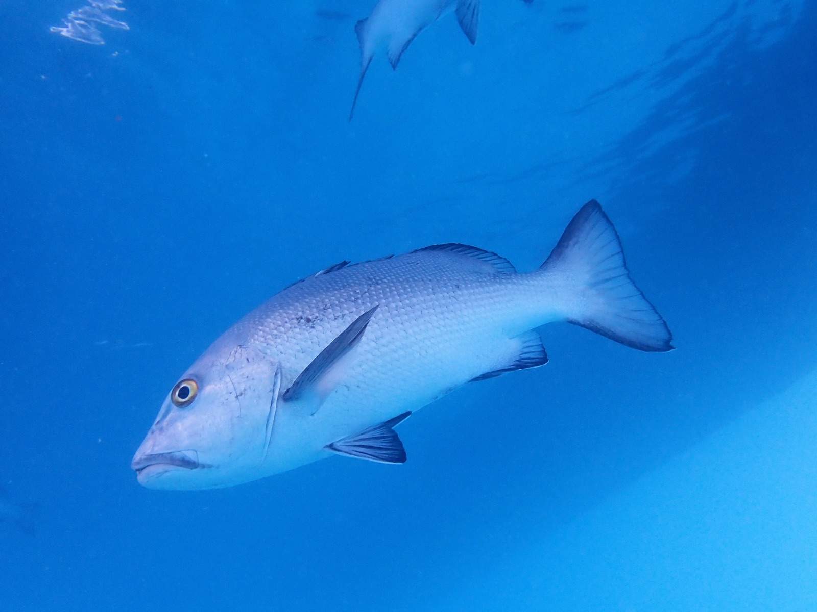 Photo of Two-spot red snapper (Lutjanus bohar)