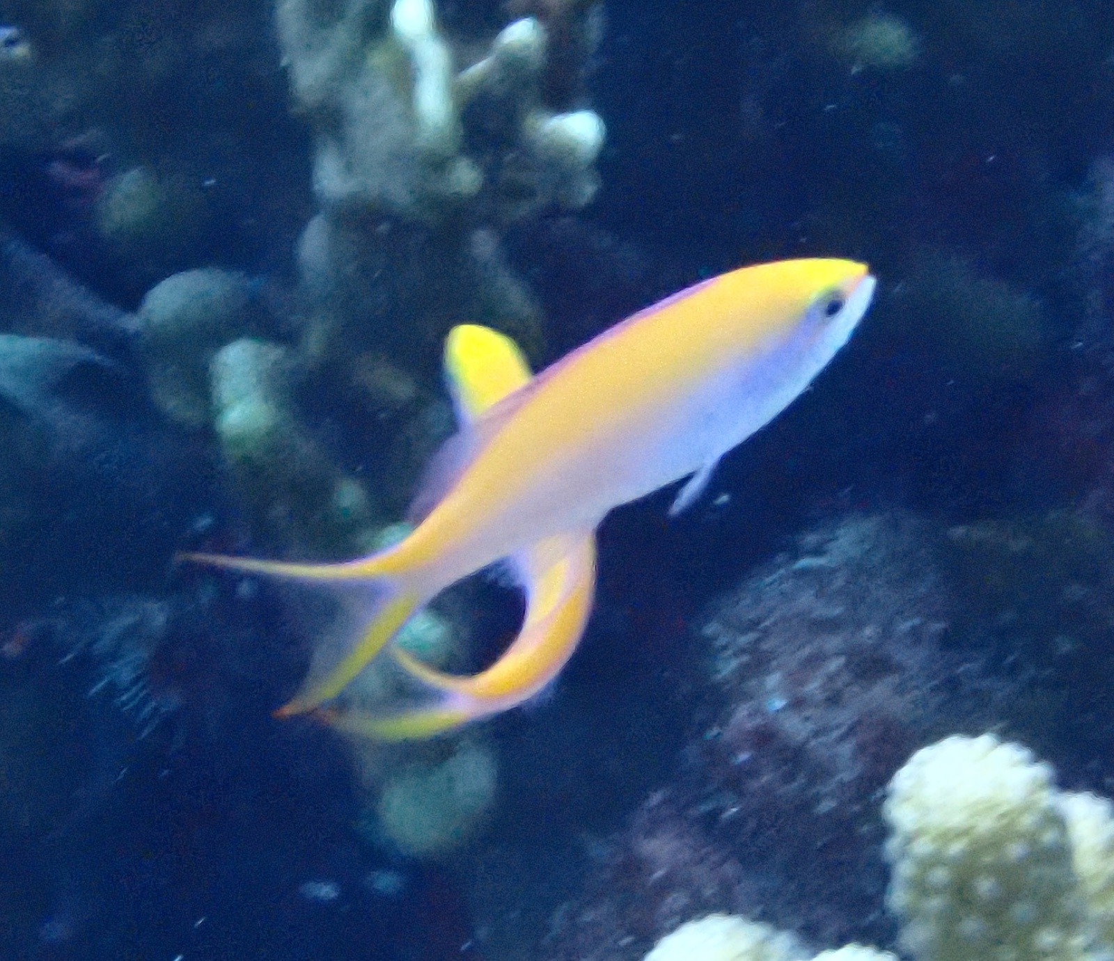Photo of Bicolor anthias (Pseudanthias bicolor)