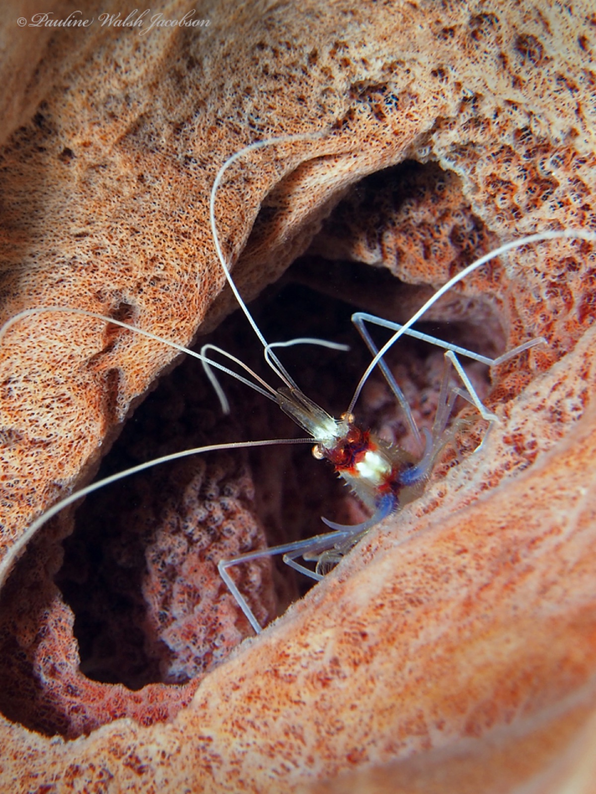 Foto de Camarón barbero (Stenopus hispidus)