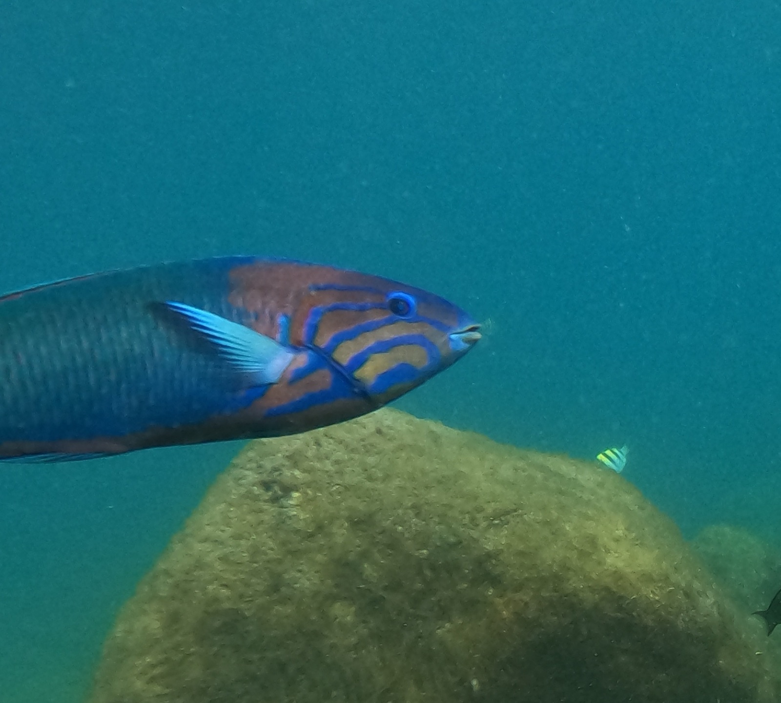 Photo of Bluehead Wrasse (Thalassoma grammaticum)