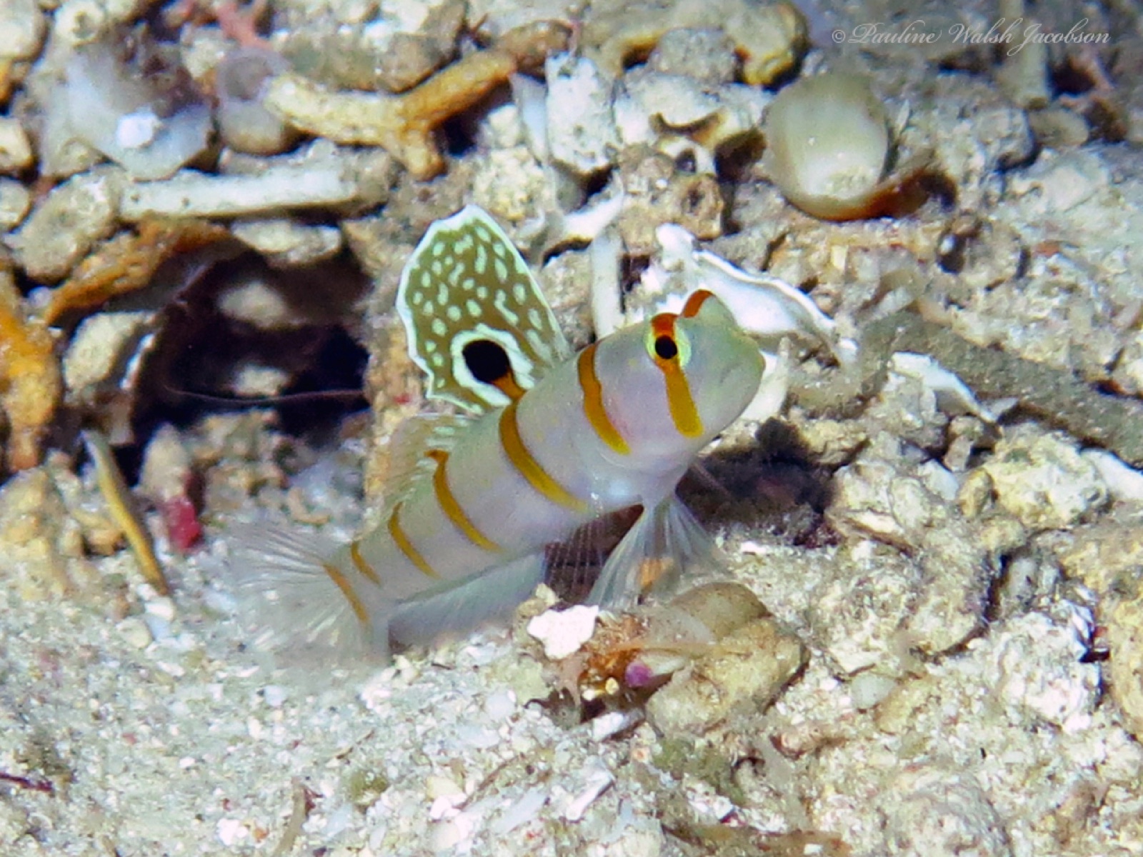 Photo de Shrimpgoby de Randall (Amblyeleotris randalli)