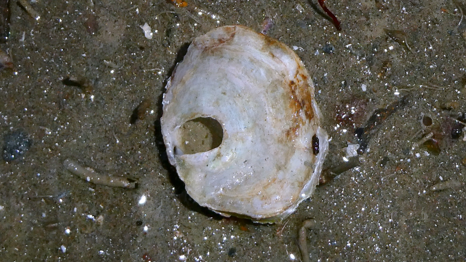 Photo of Saddle oyster (Anomia ephippium)