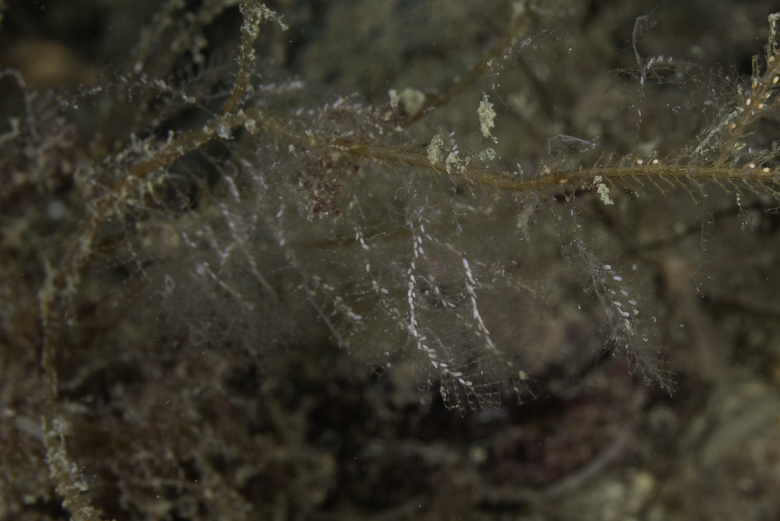Foto de Hidrario pluma (Plumularia setacea)