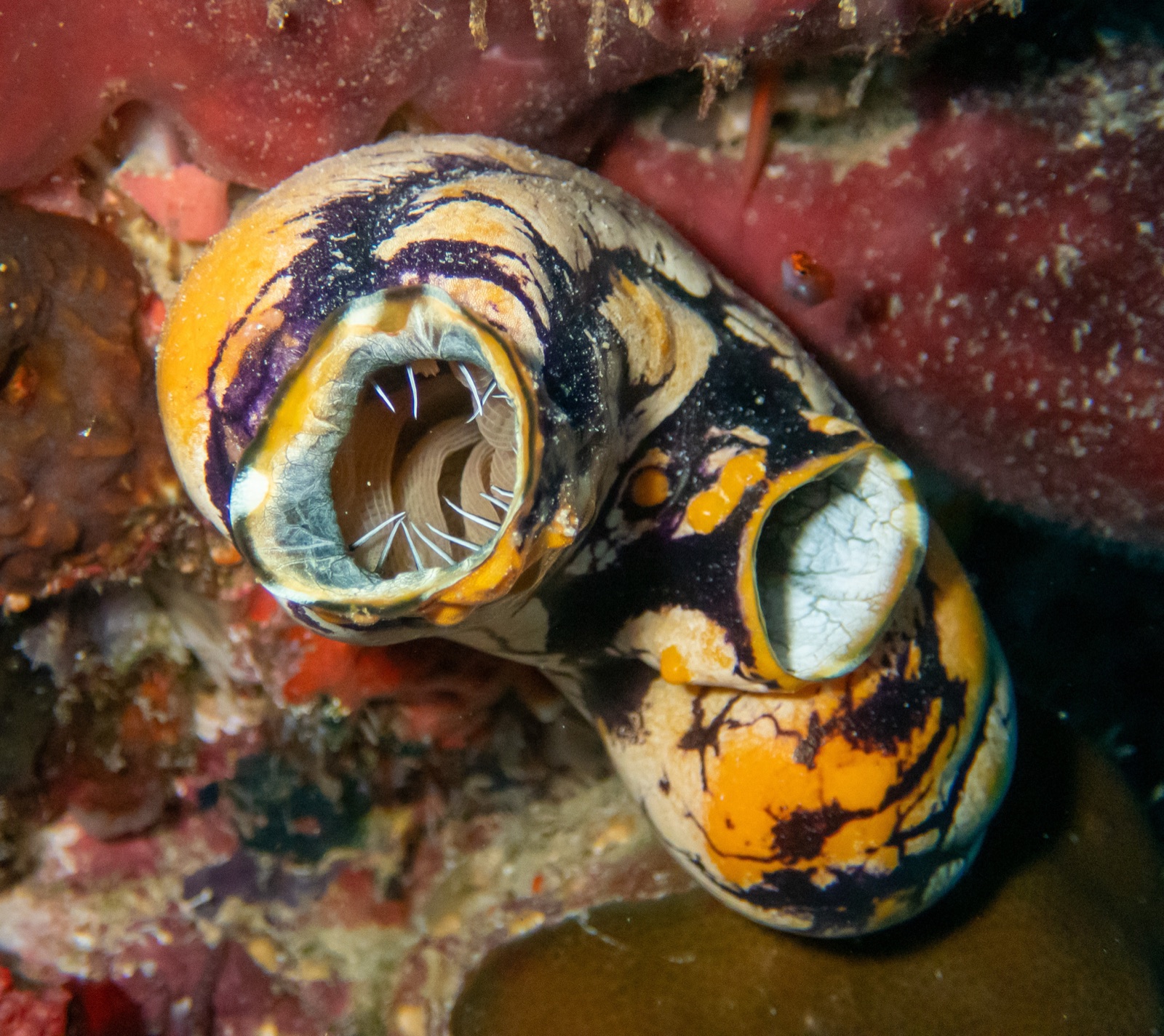 Foto de Ascidia boca de oro (Polycarpa aurata)